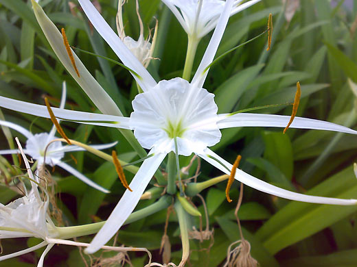 ゆりの花