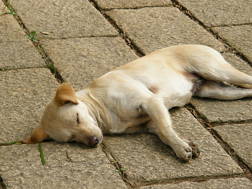 台湾の犬