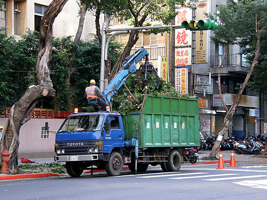 街路樹清掃中