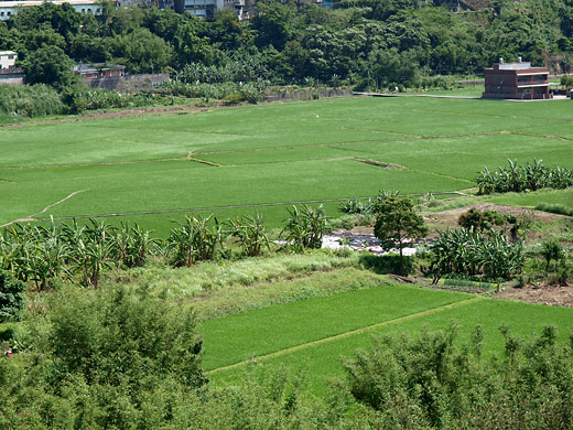 田植え