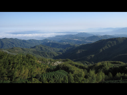 台湾の茶畑