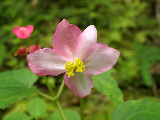 台湾の花