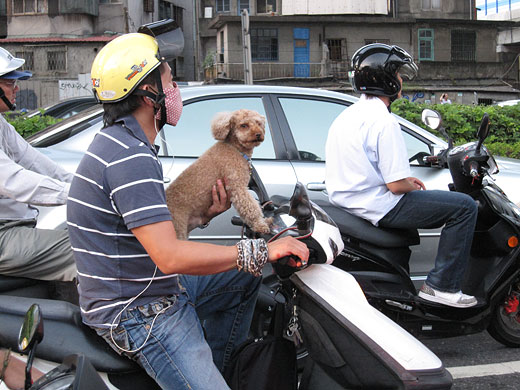 スクーターと犬