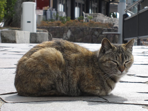 猫。香川の猫。