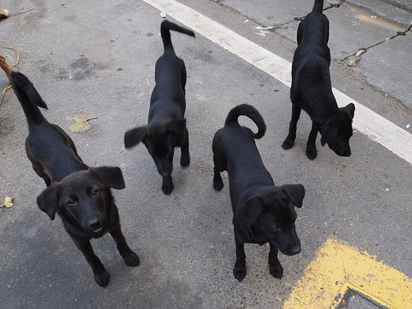 真っ黒い台湾犬たち Flatpedal Blog