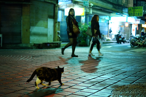 台北市の猫