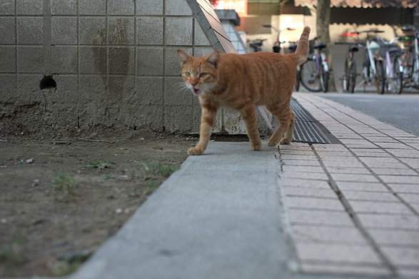 台北の猫