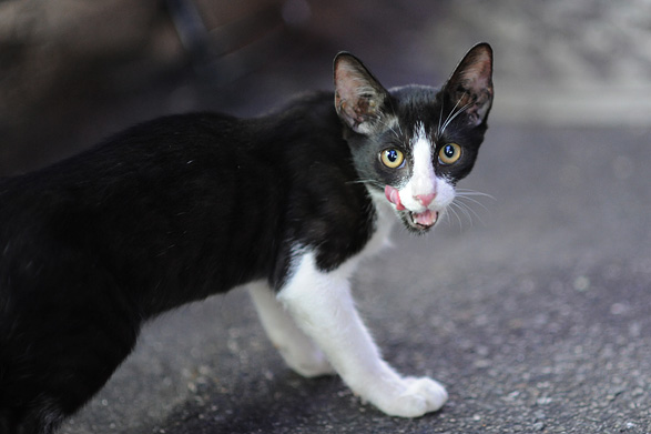 野良猫