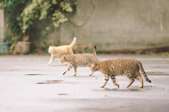 淡水猫