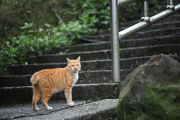 猴硐の猫