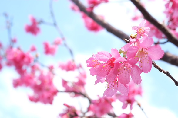 寒緋桜