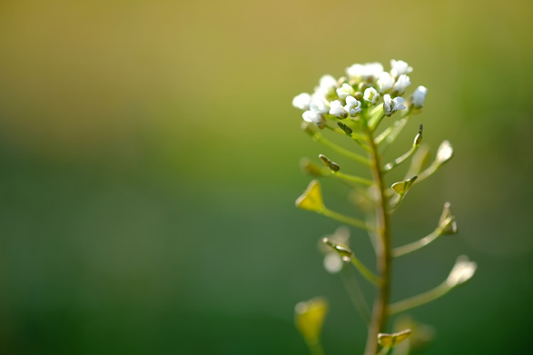 草花