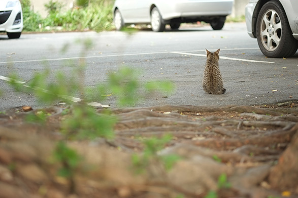 淡水猫