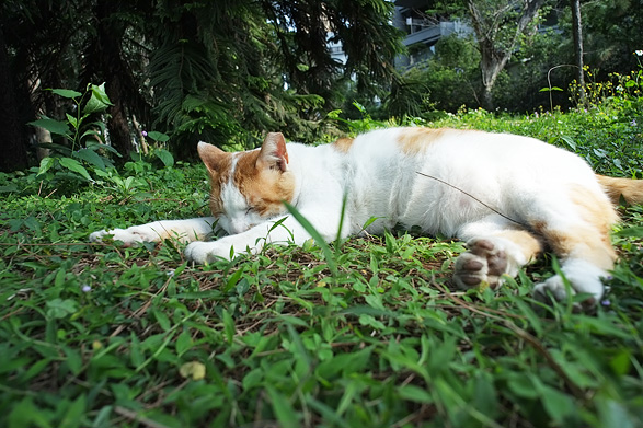 台北の猫