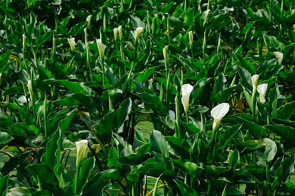 竹子湖海芋