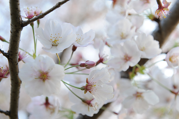 桜　頓田川河川敷