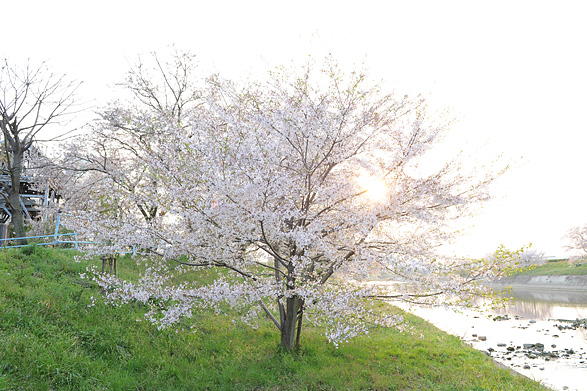 桜