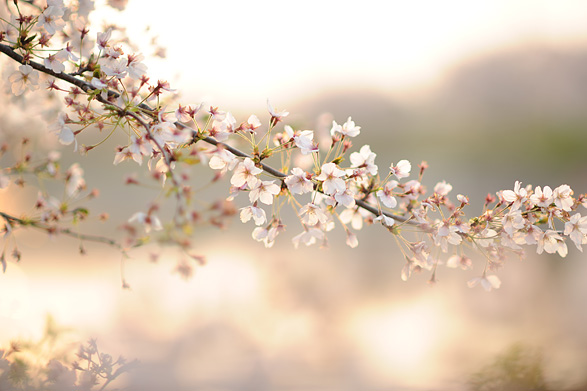 桜