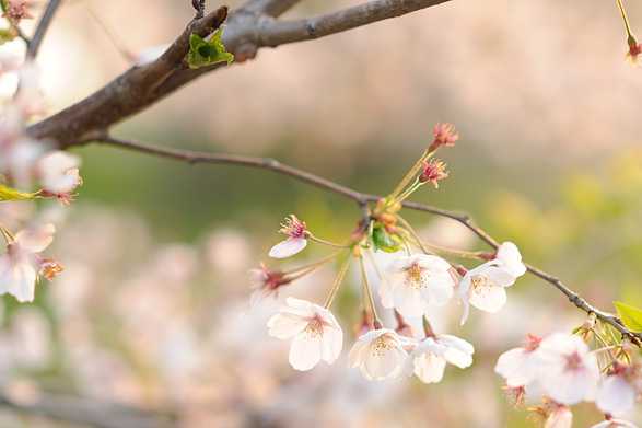 桜