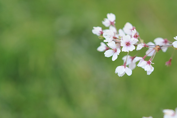 桜