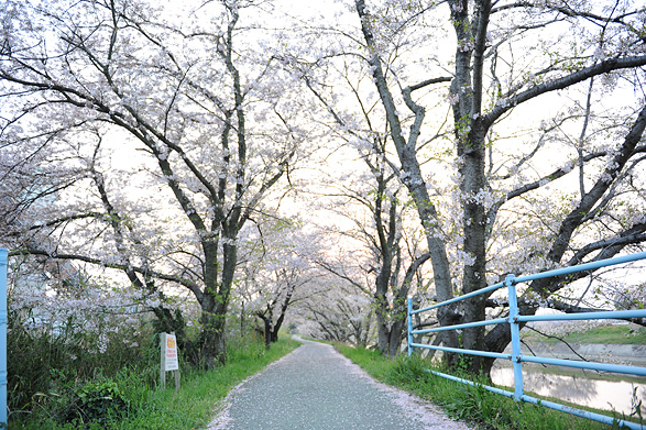 桜