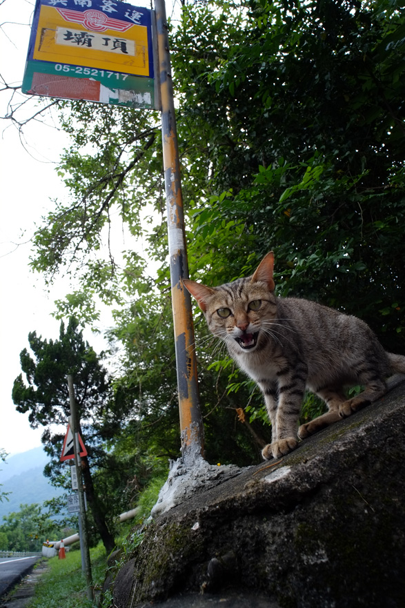 台湾の猫