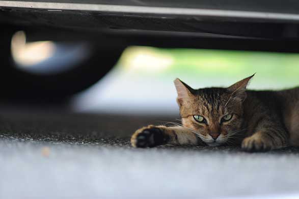 淡水猫