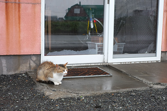 ノシャップ岬の猫