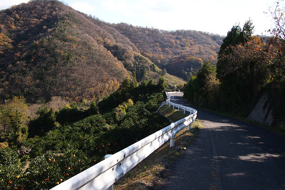 高根島北部の道路