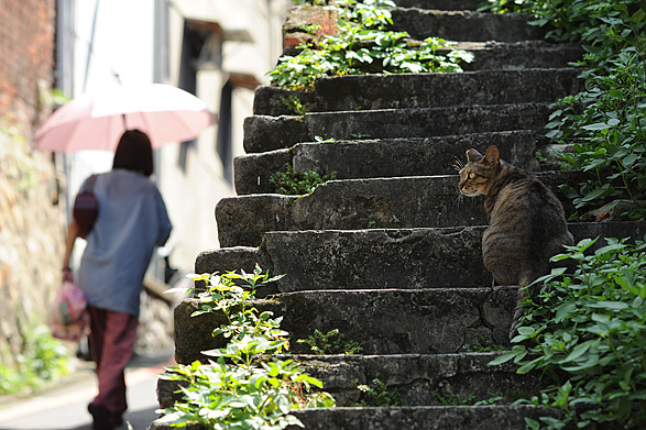 淡水猫