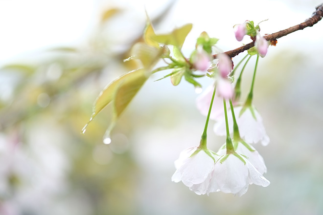 雨と桜