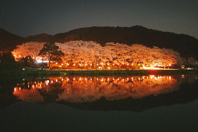 玉川ダムの夜桜