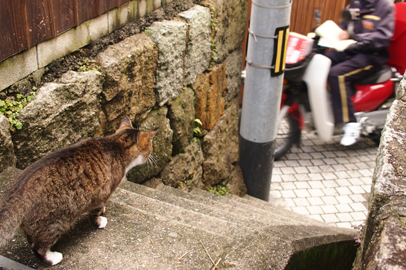 猫と郵便配達