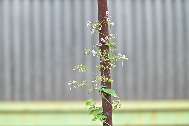 投稿についてもっと詳しく 修学旅行