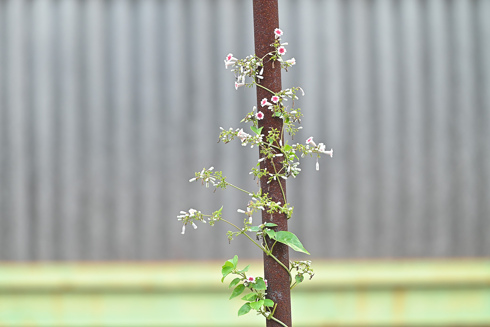 あなたが現在見ているのは 修学旅行