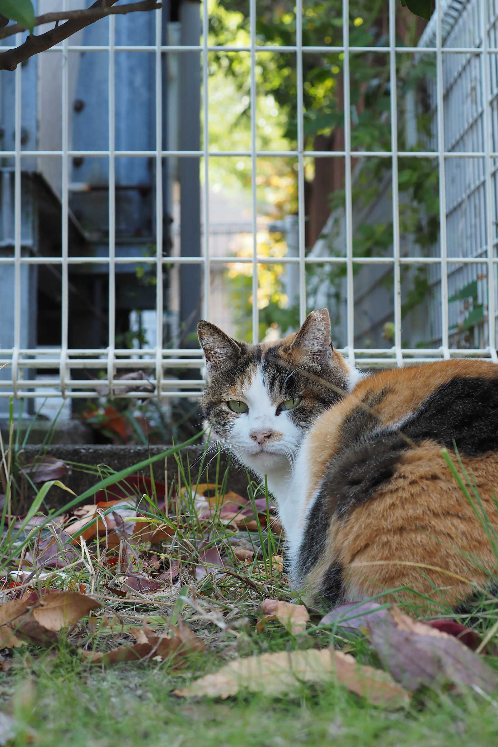 あなたが現在見ているのは いらないのでは