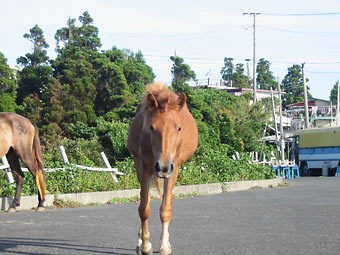 都井岬